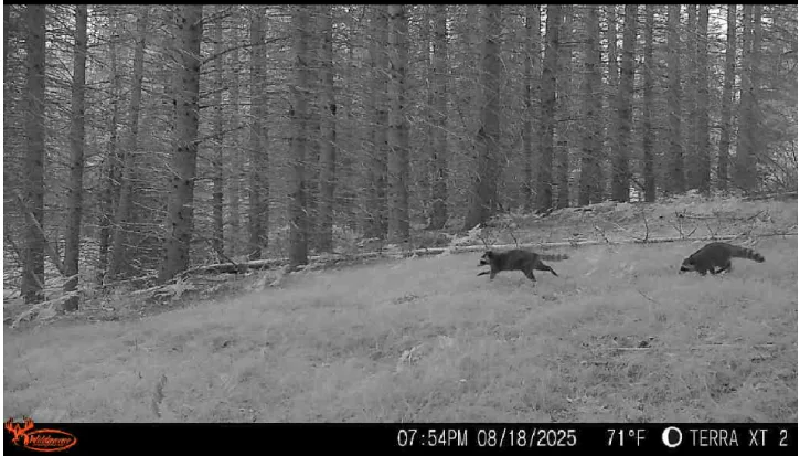 Trail-camera image of wild turkeys among red pines