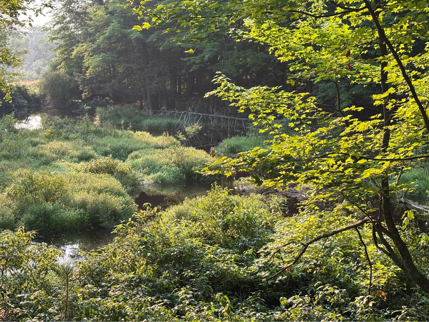 Sunlit cedar and fern wetland