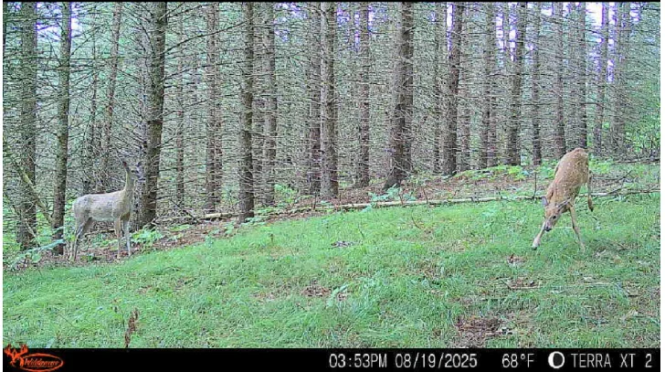 Trail-camera image of a deer in a red pine stand