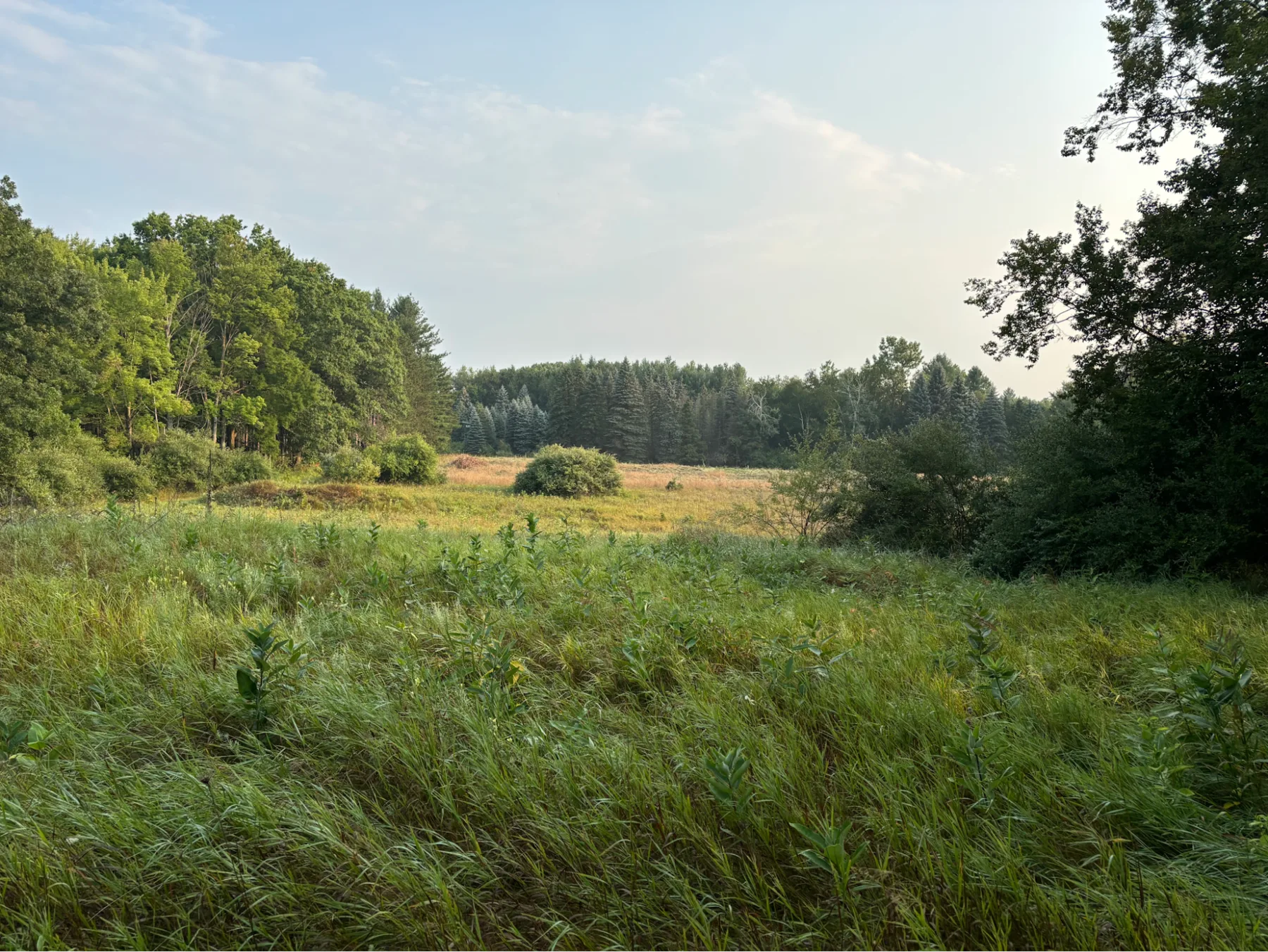 Open meadow and food plot bordered by woods