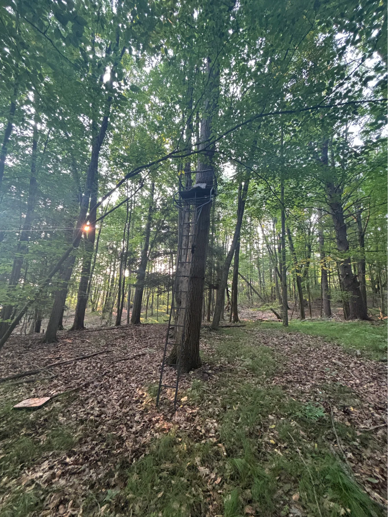 Hunting blinds overlooking tall grass and a food plot