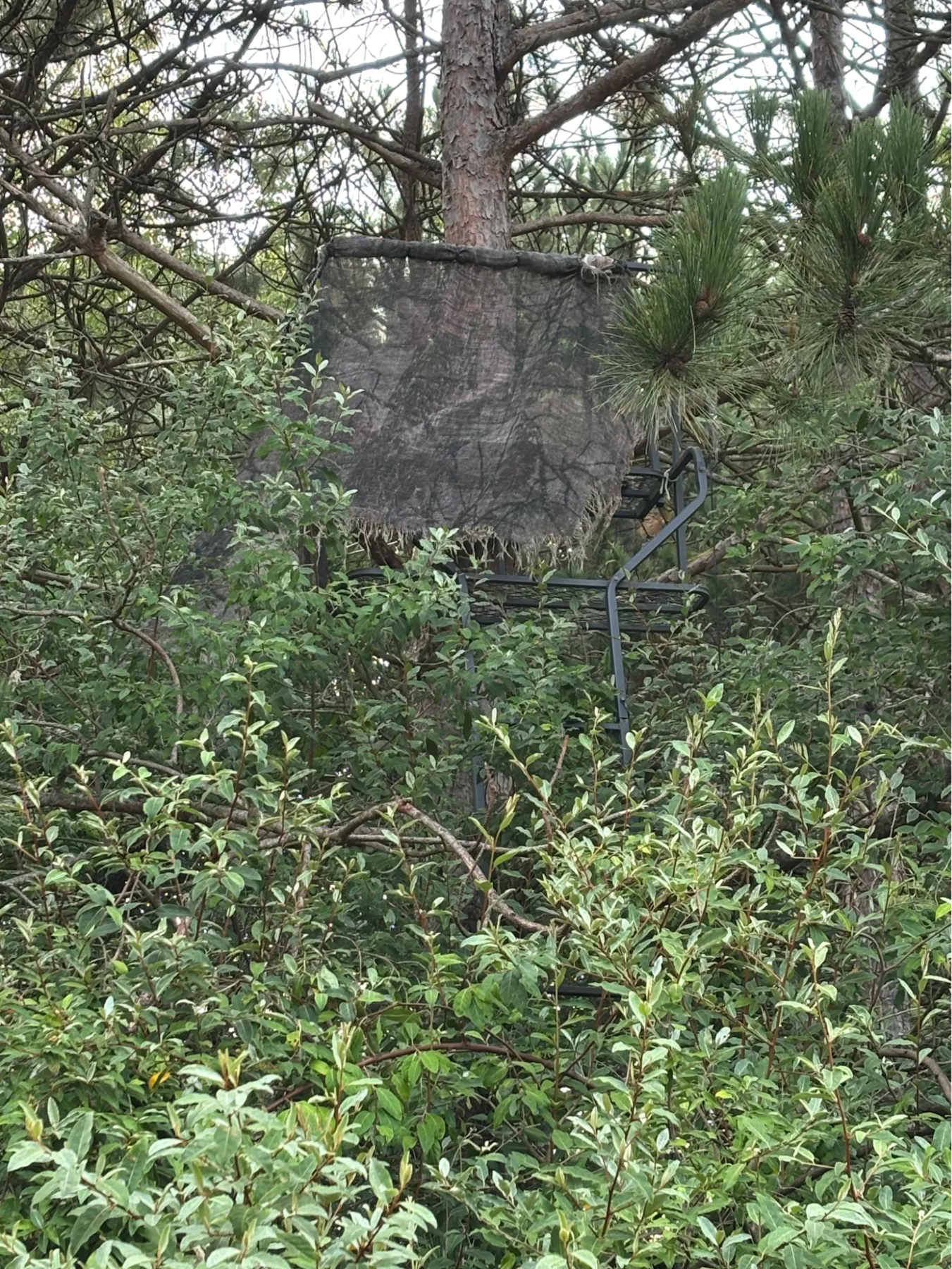 Deer partly hidden in dense woodland cover