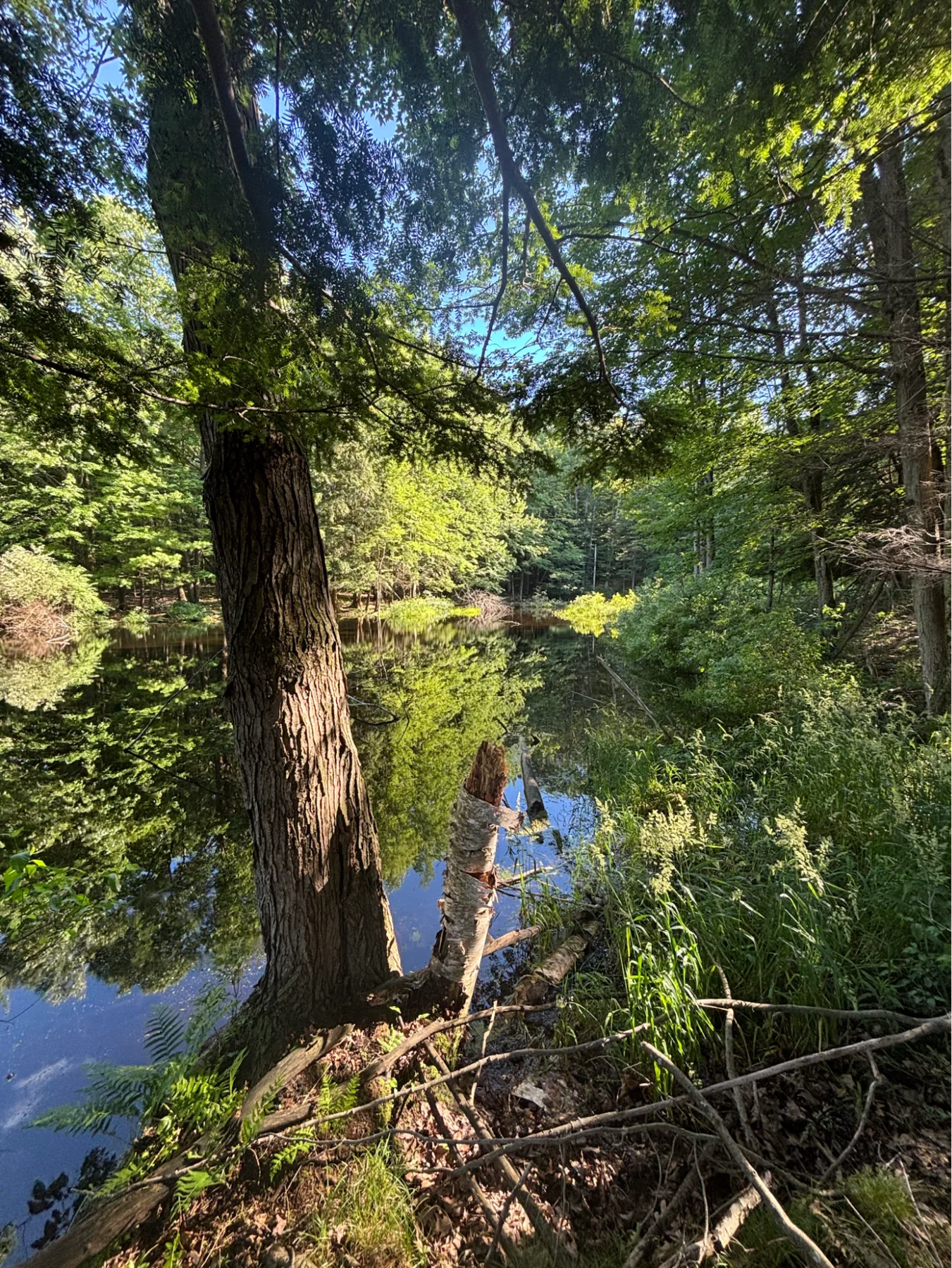 A creek-like view through trees beside a spring-fed pond