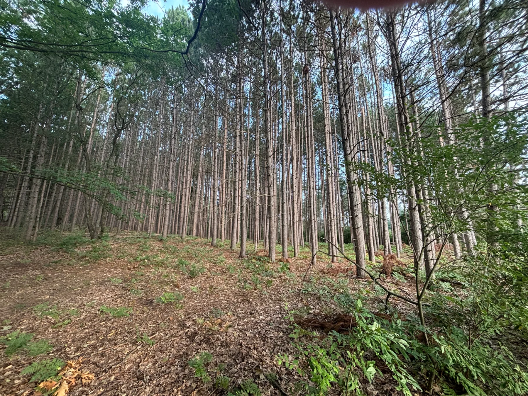 Straight rows of mature red pine with a natural walking path