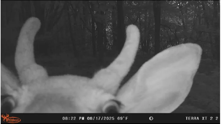 Trail-camera close-up of a buck