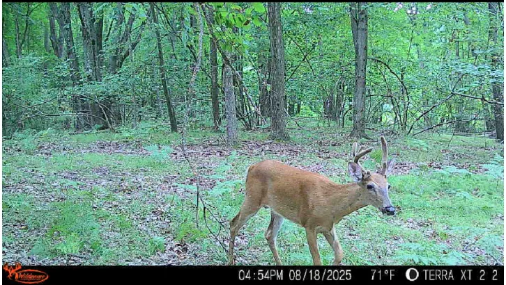 Trail-camera image of a deer in green woodland