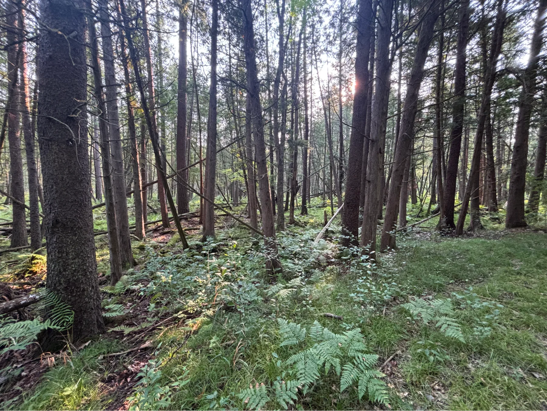 Fern-covered floor beneath mature trees