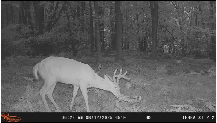 Trail-camera image of a deer in the woods