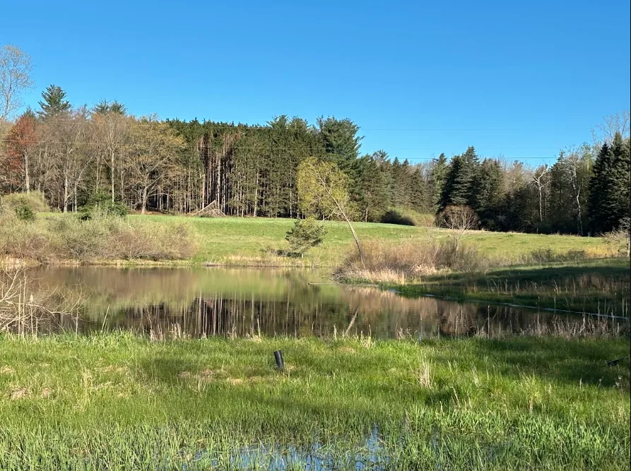 Spring-fed pond bordered by field and trees