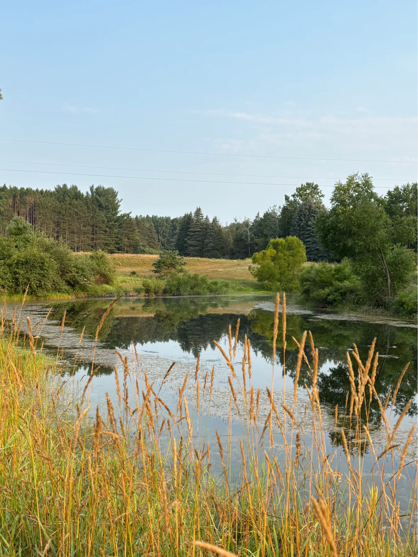 Pond with field and tree line beyond