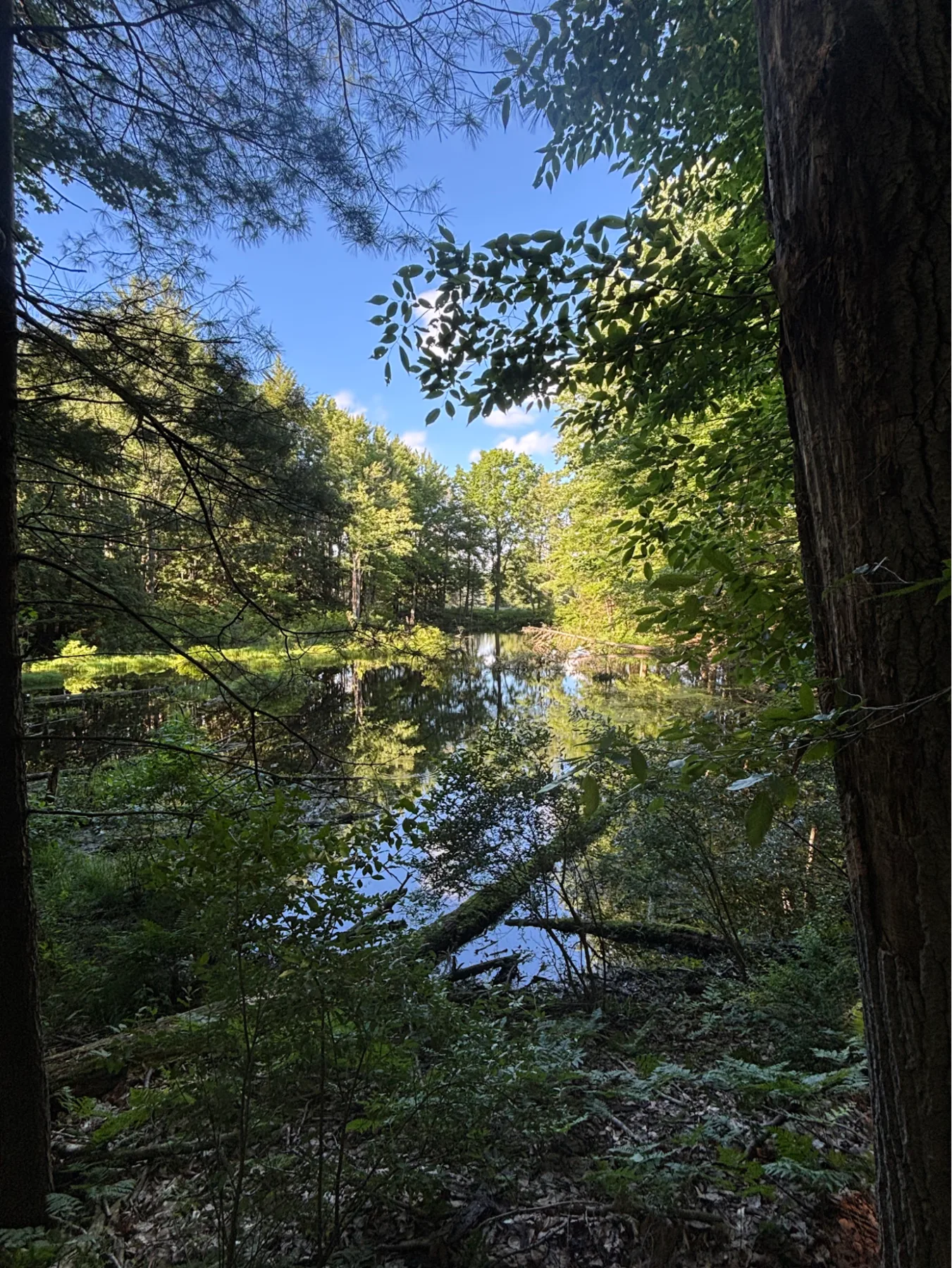 Pond seen through a shaded woodland opening