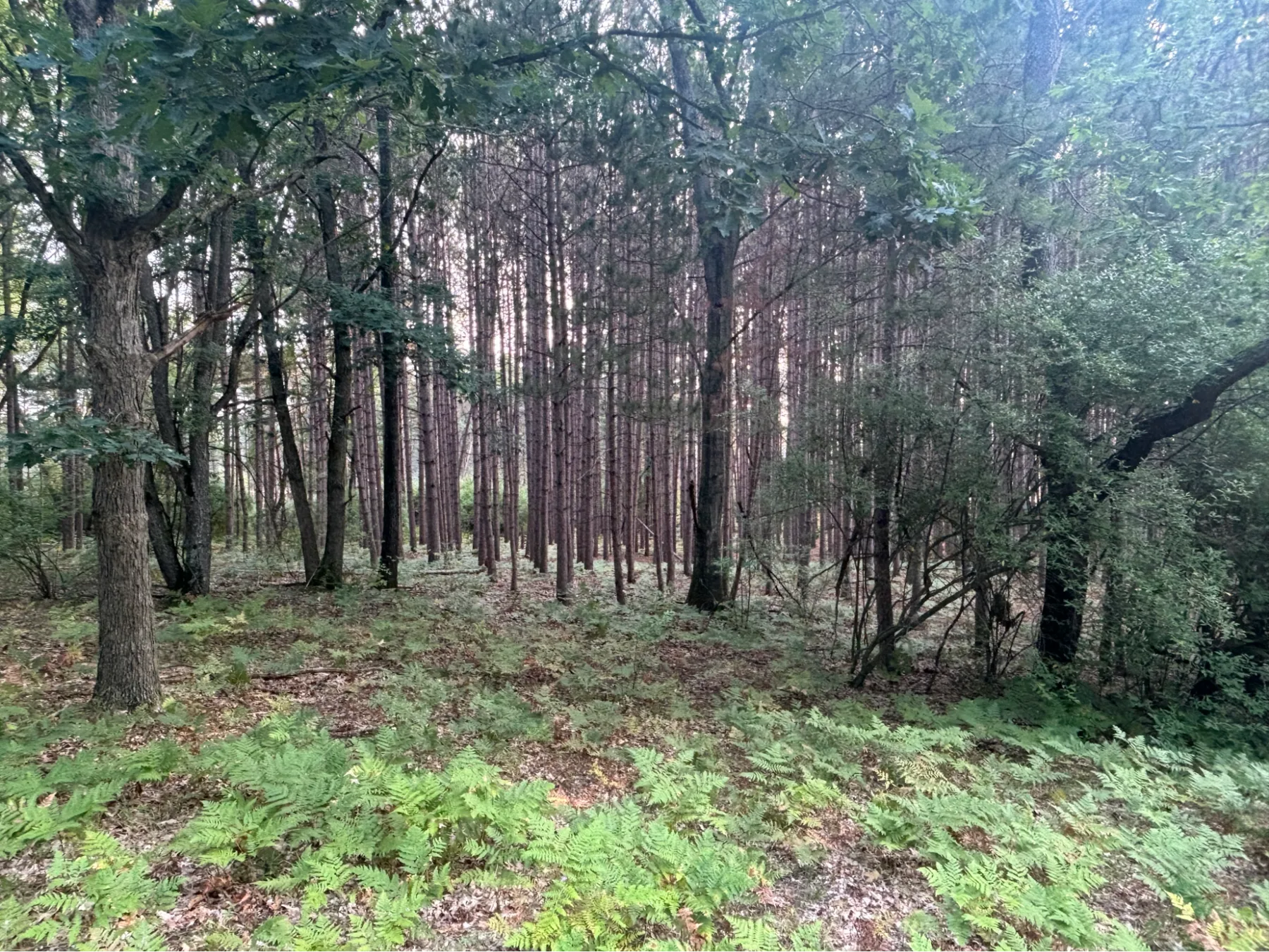 Ferns beneath mixed mature woodland