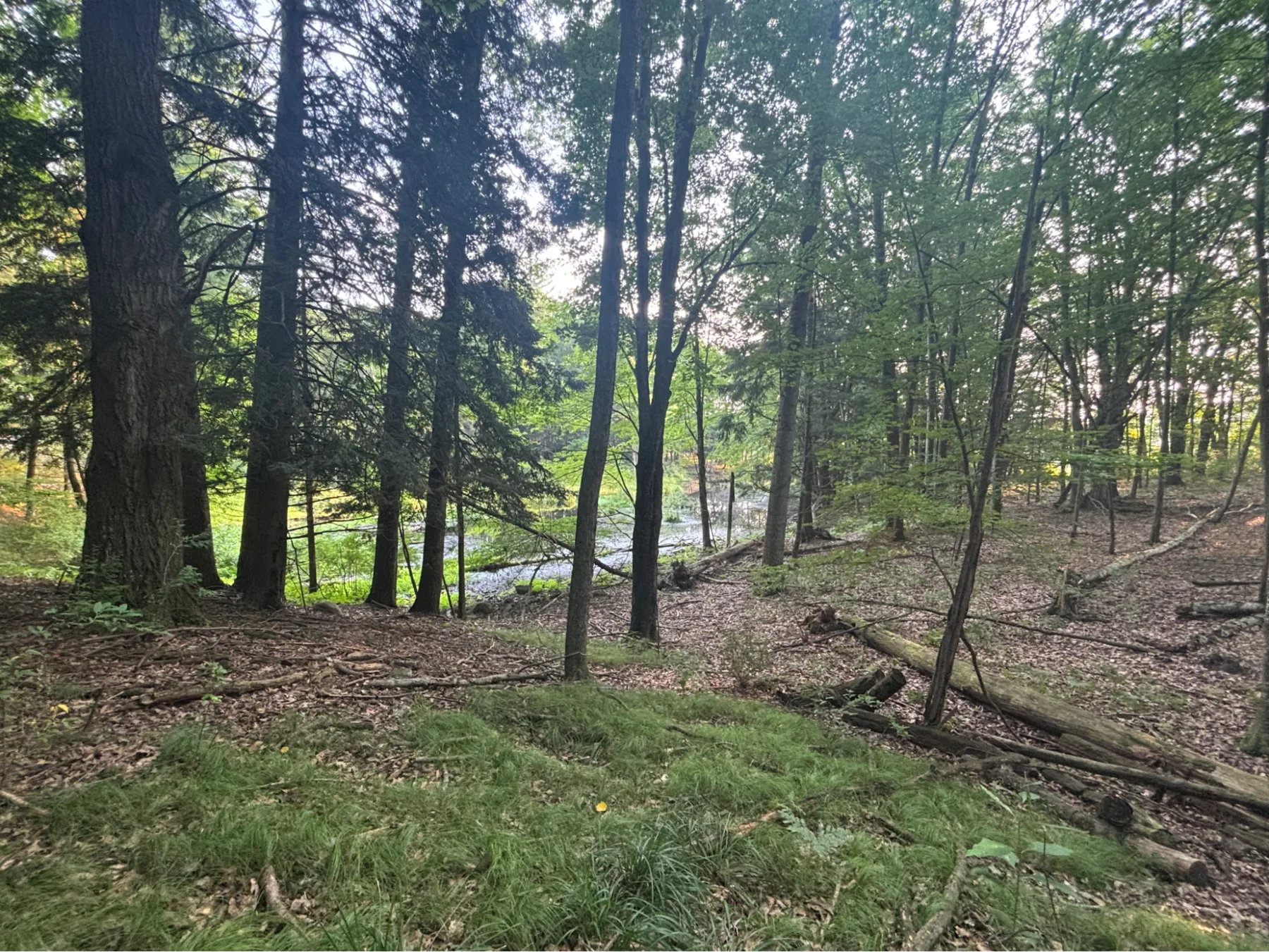 Open hardwood woodland
