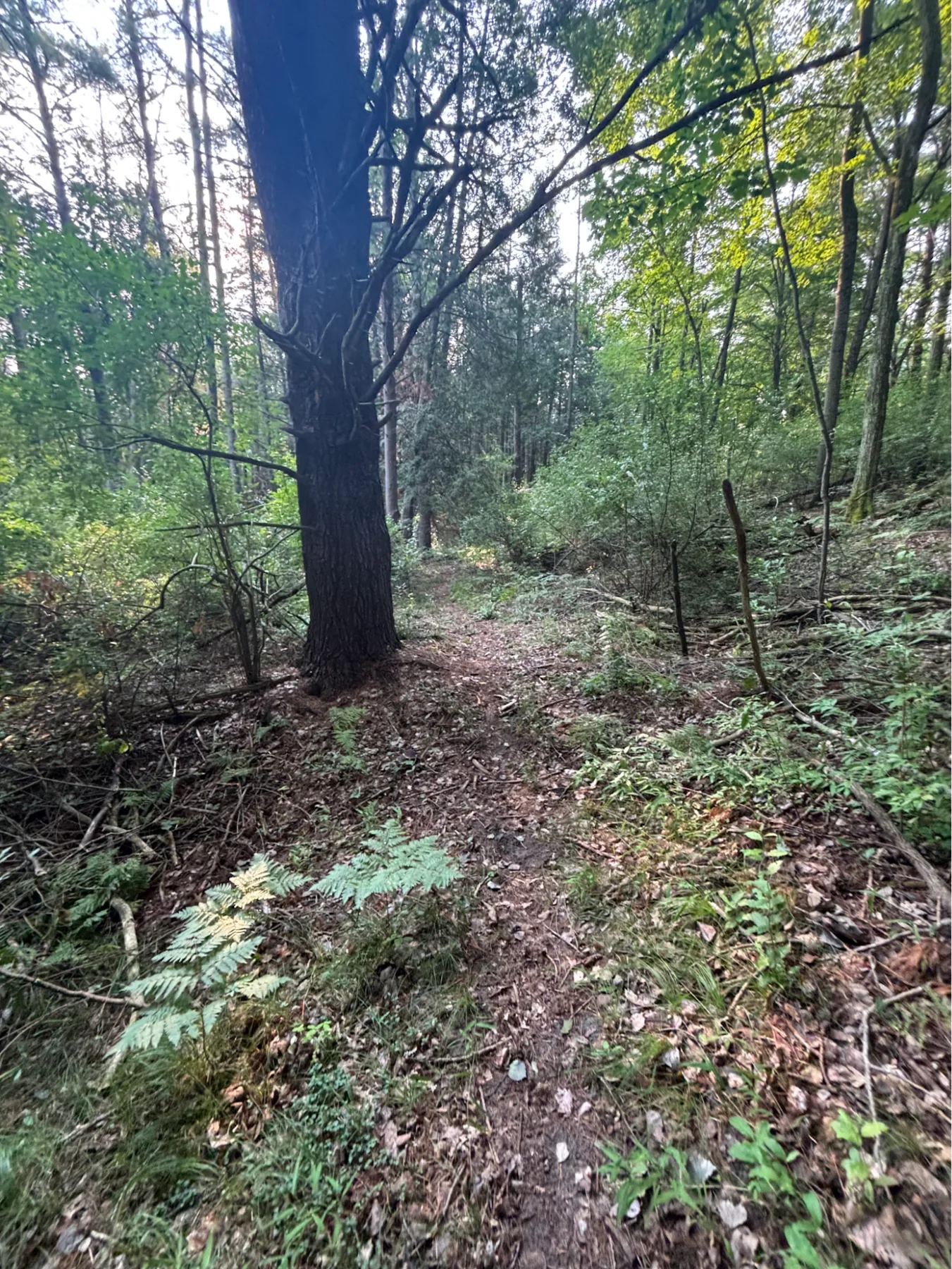 Natural trail through woodland