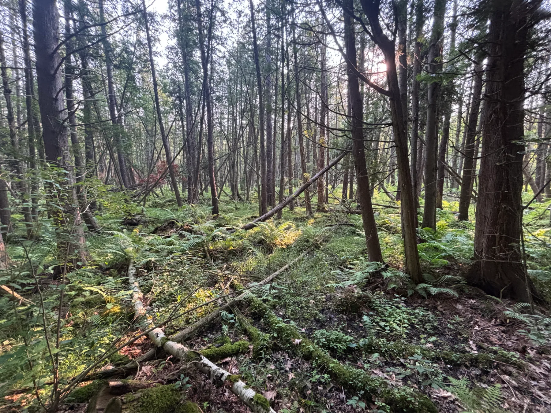 Green ferns growing beneath a mature woodland canopy