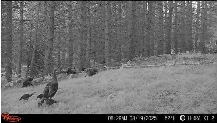 Trail-camera image of a turkey
