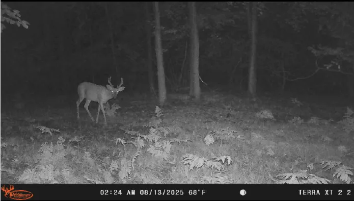 Night trail-camera image of a deer