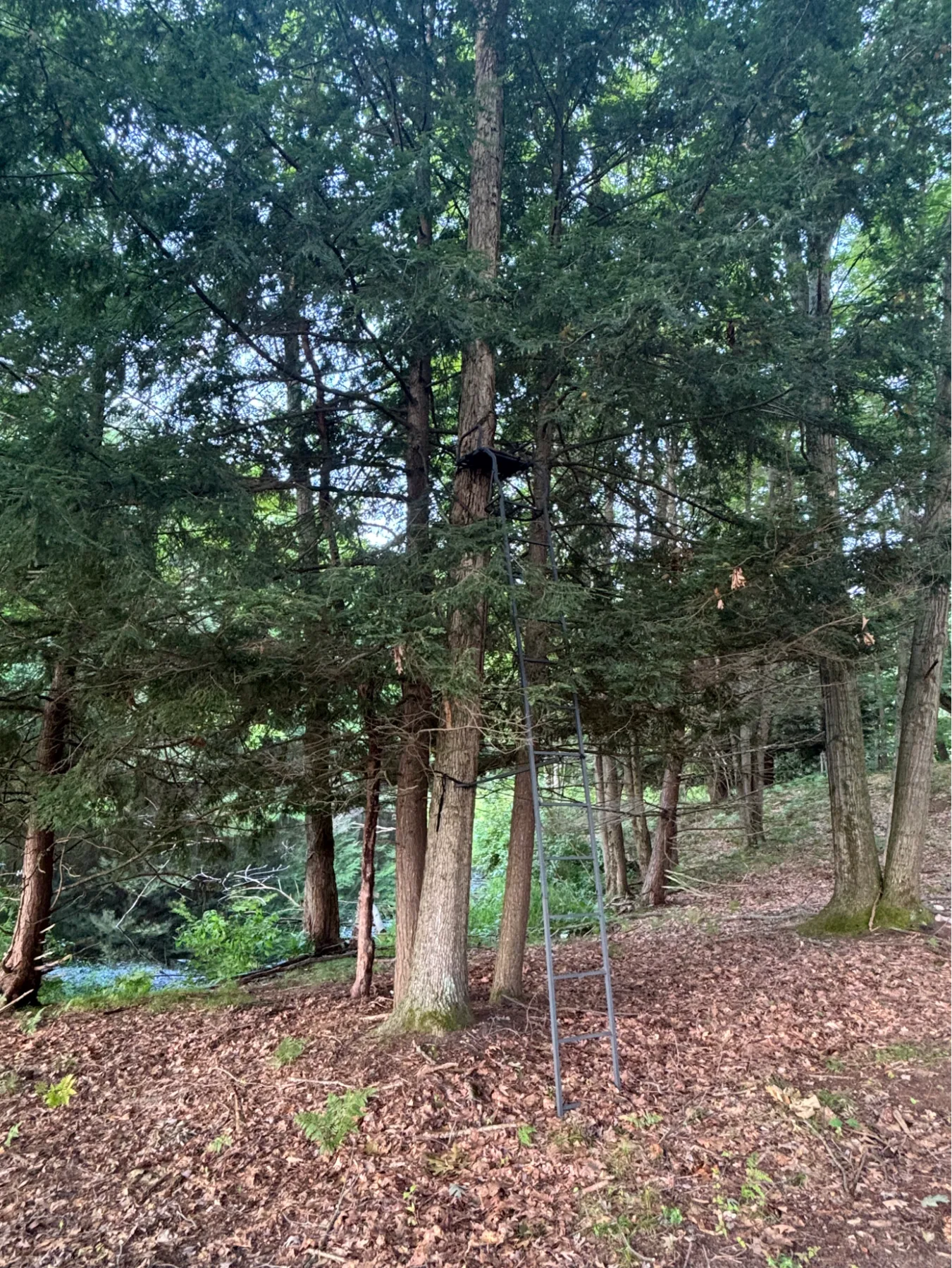 Mature trees and open woodland floor