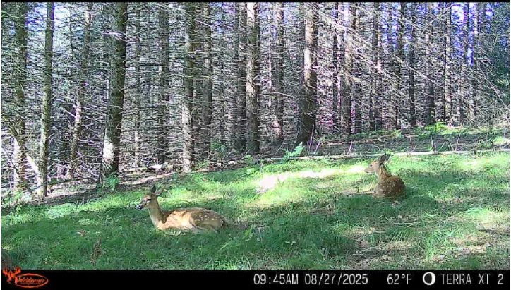 Trail-camera image of a deer among red pines