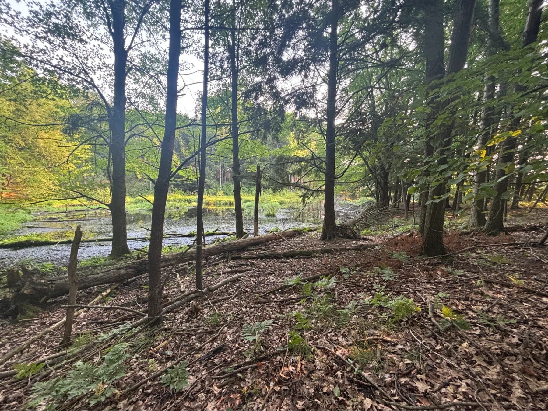 Woodland edge near an open field