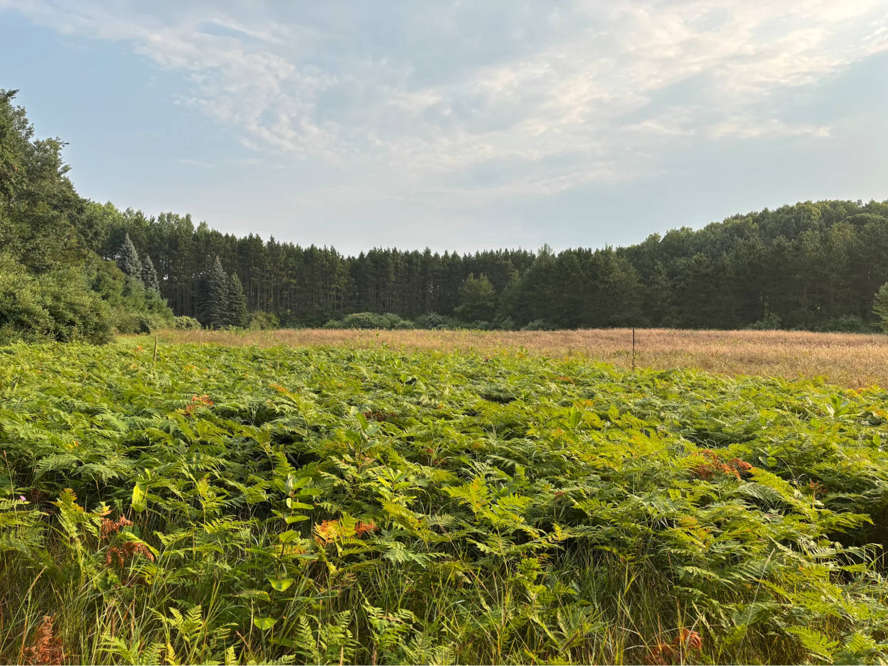 Field filled with ferns below a blue sky