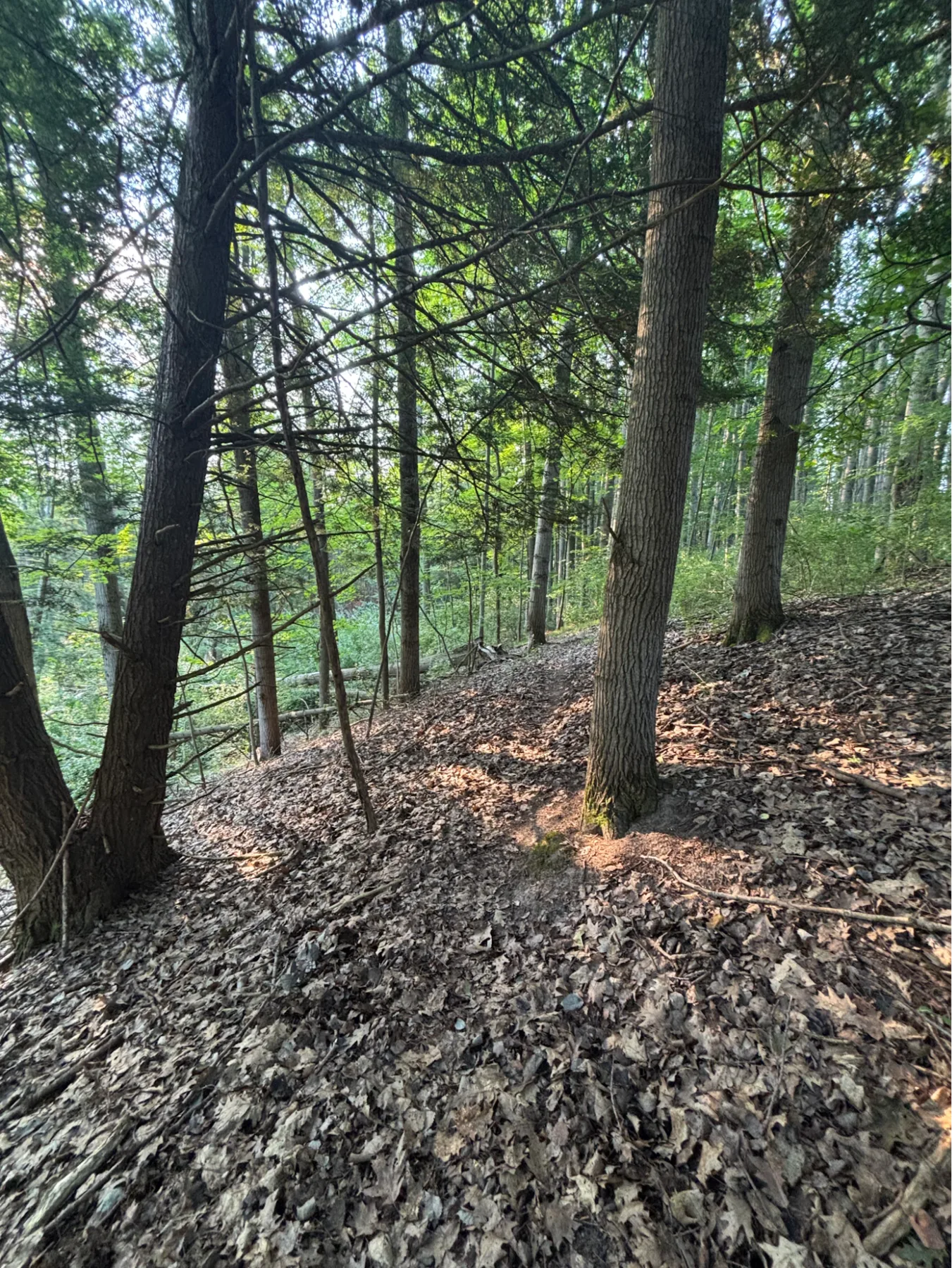 Leaf-covered trail through mature woods