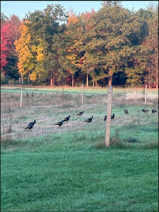 Deer crossing an open field in autumn