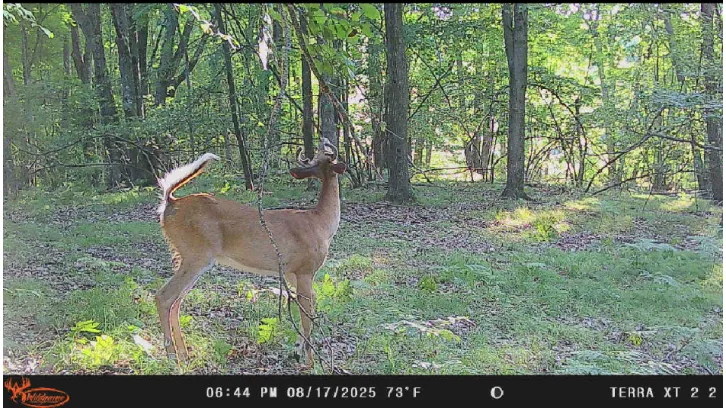 Trail-camera image of a deer moving along a wooded edge