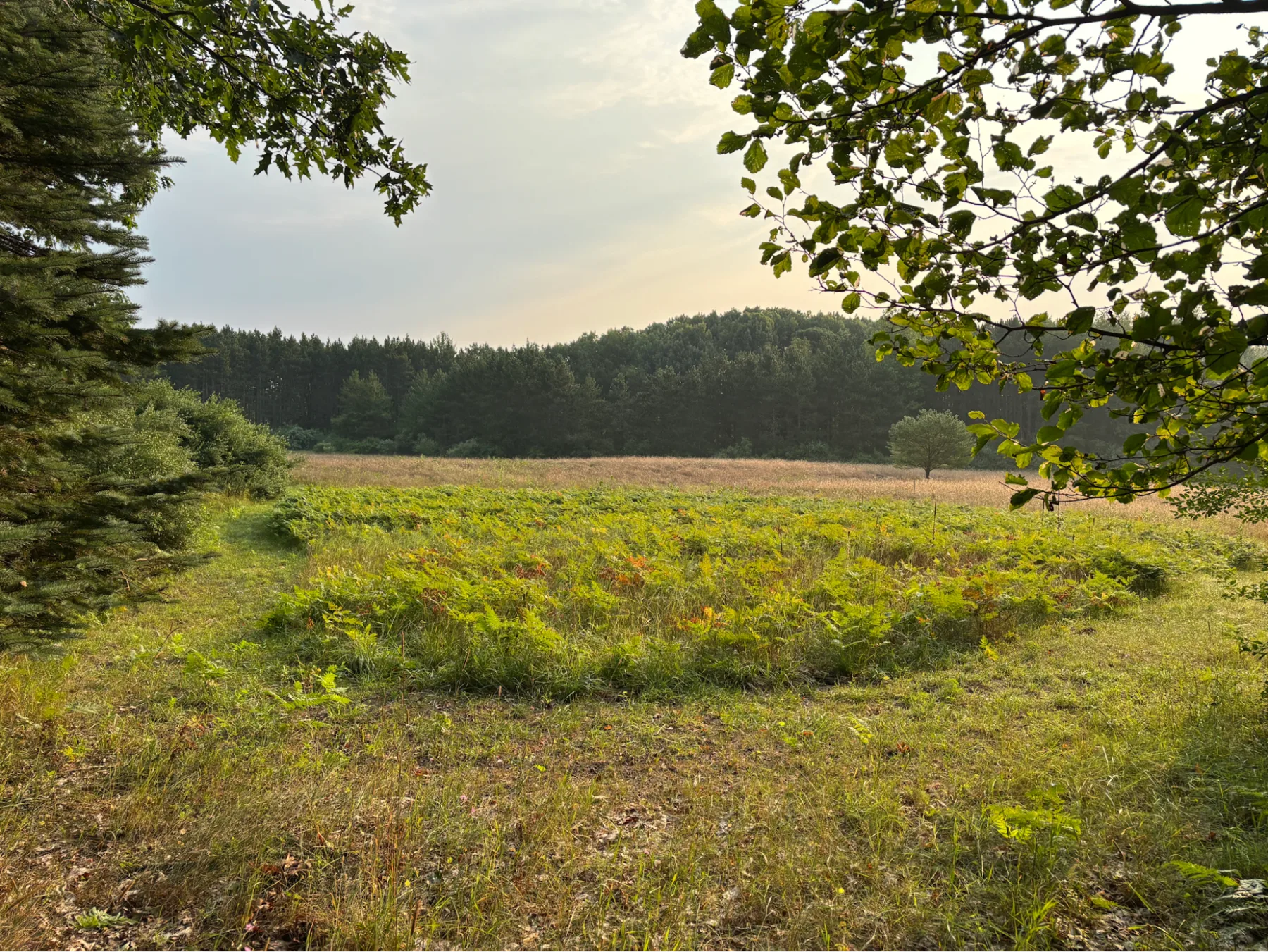 Sunlit field and established food plot bordered by woodland