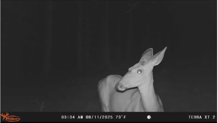 Night trail-camera close-up of a deer