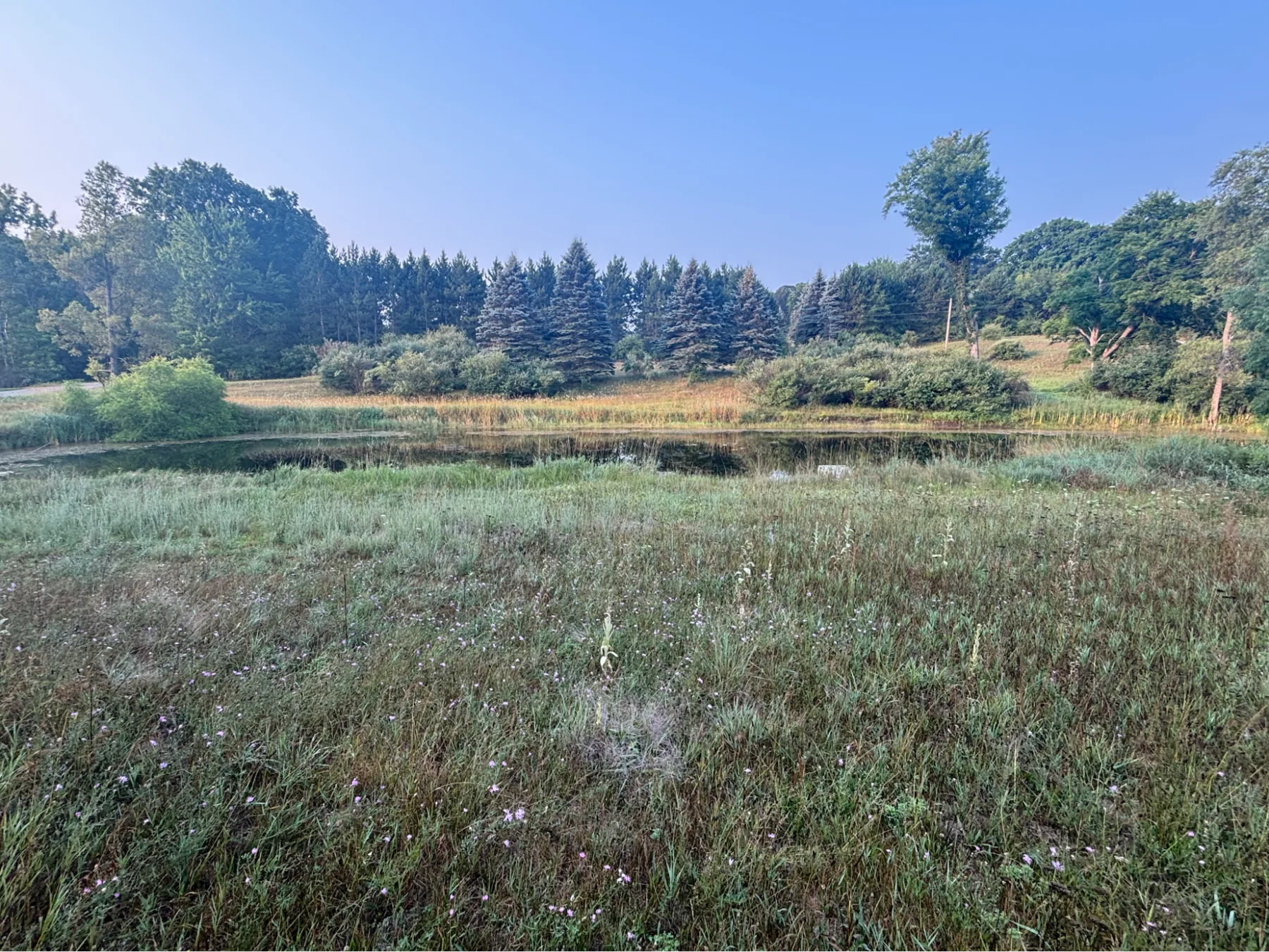 Open wet meadow bordered by trees