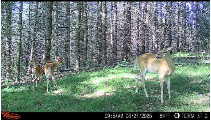 Trail-camera image of two deer among red pines