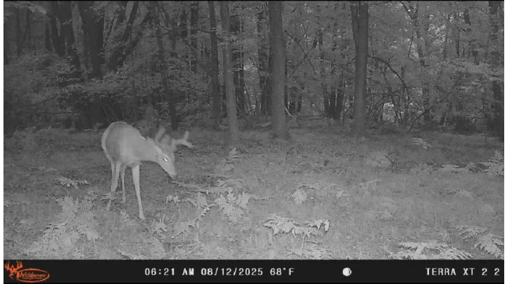 Night trail-camera image of a deer