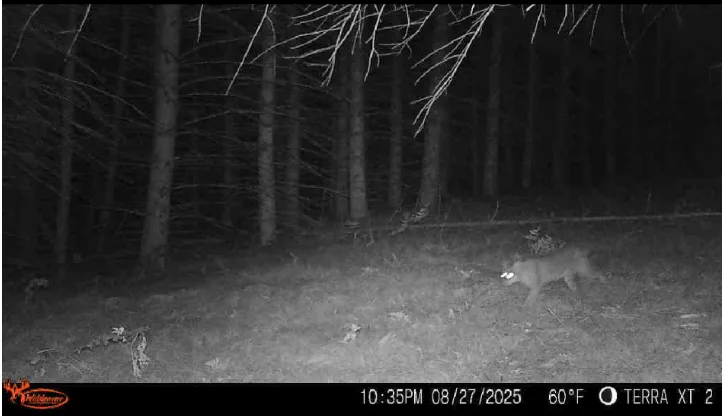 Night trail-camera view into a red pine stand