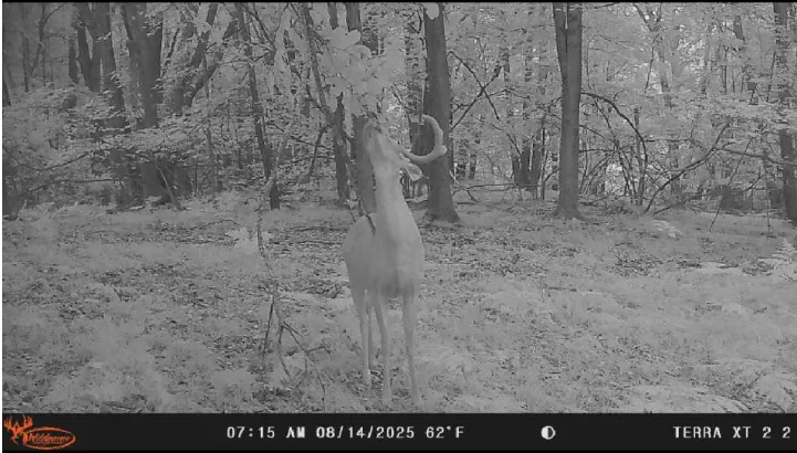 Trail-camera image of a buck in woodland