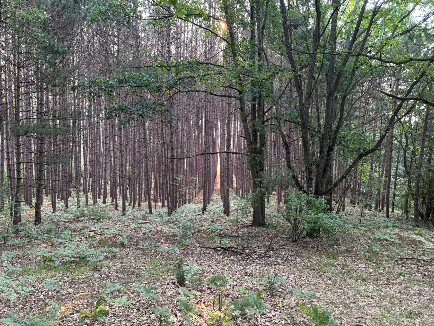 Mixed mature hardwood and red pine woodland