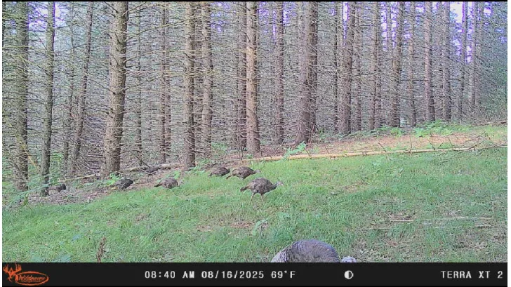 Trail-camera image of deer in a red pine stand