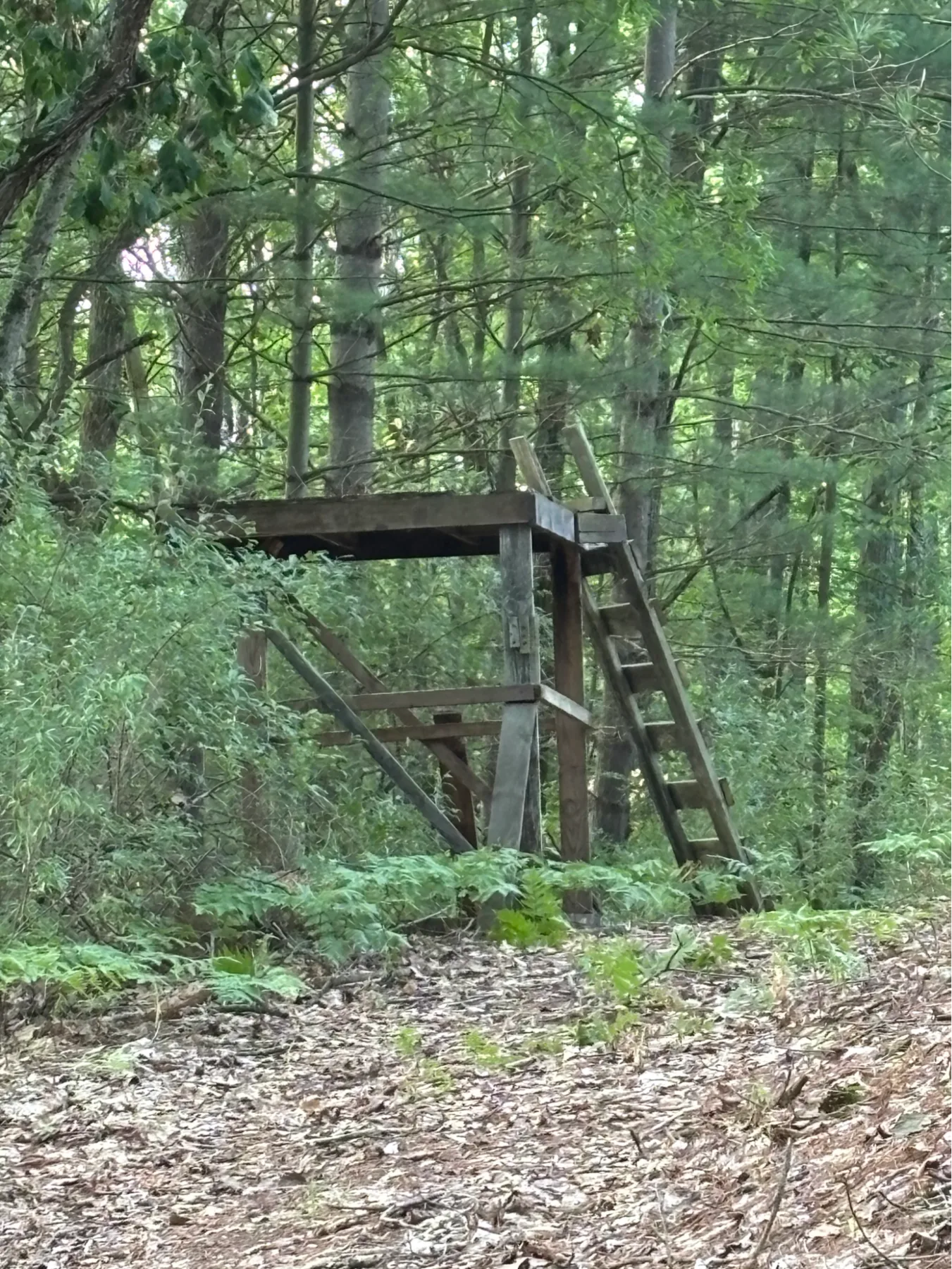 Tree stand tucked into green woodland