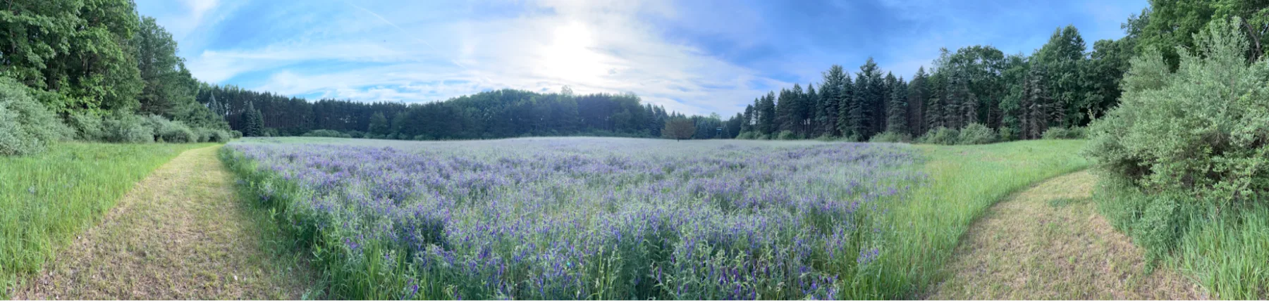 Panoramic view across a pond and field