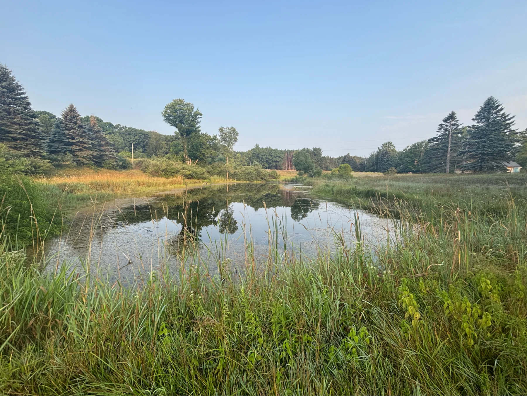 Spring-fed pond reflecting a clear sky, bordered by field and trees