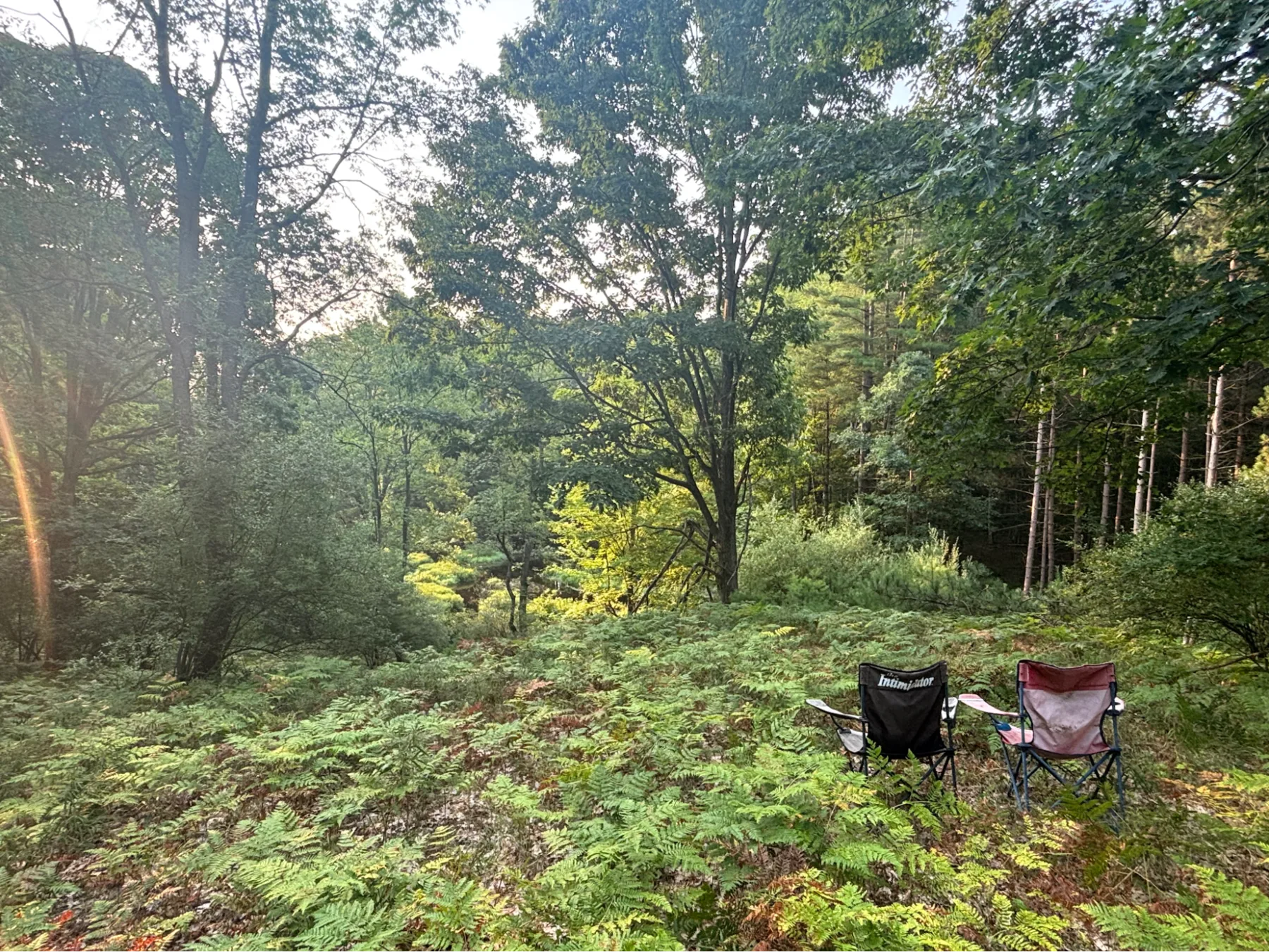 Woodland clearing with ferns and seating