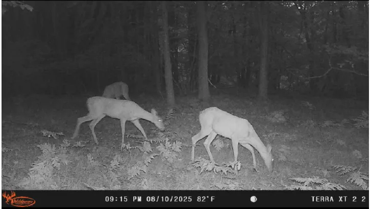 Trail-camera image of two deer